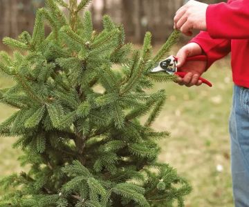 How to Properly Prune Shrubs & Small Trees for Healthy Growth