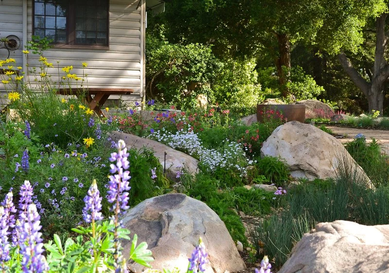 How to Grow a Native Plant Garden That Requires Little Care