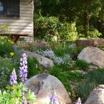 How to Grow a Native Plant Garden That Requires Little Care