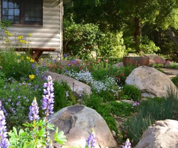 How to Grow a Native Plant Garden That Requires Little Care