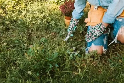 How to Prevent & Treat Common Lawn Diseases for a Healthy Green Yard