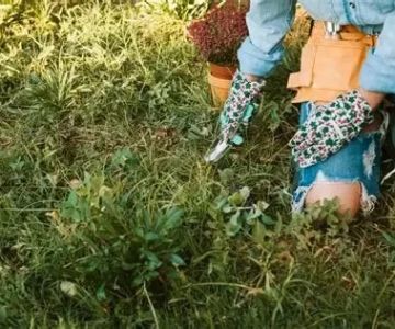 How to Prevent & Treat Common Lawn Diseases for a Healthy Green Yard