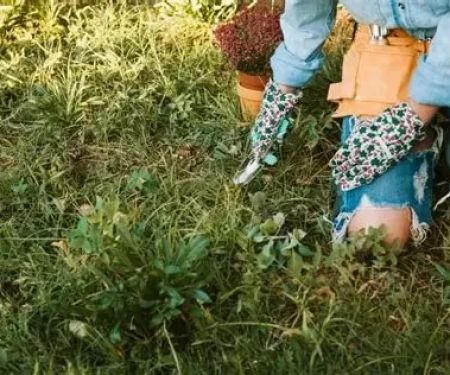 How to Prevent & Treat Common Lawn Diseases for a Healthy Green Yard