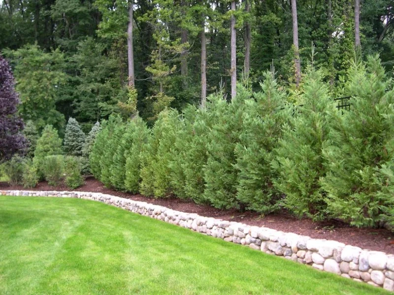 How to Plant for Privacy Along Property Lines