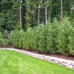 How to Plant for Privacy Along Property Lines