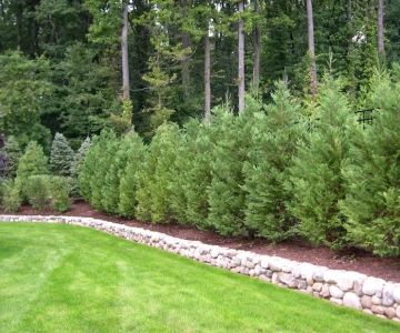 How to Plant for Privacy Along Property Lines