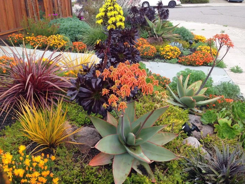 Best Native Plants for Drought-Tolerant Landscaping – Smart Water-Saving Garden Guide