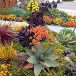 Best Native Plants for Drought-Tolerant Landscaping – Smart Water-Saving Garden Guide