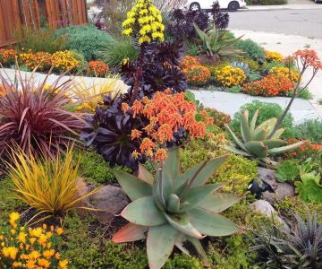 Best Native Plants for Drought-Tolerant Landscaping – Smart Water-Saving Garden Guide