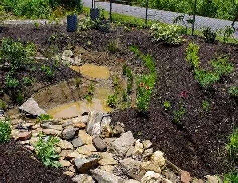 Rain Garden Design: Capture Stormwater Naturally